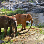Tour Operator